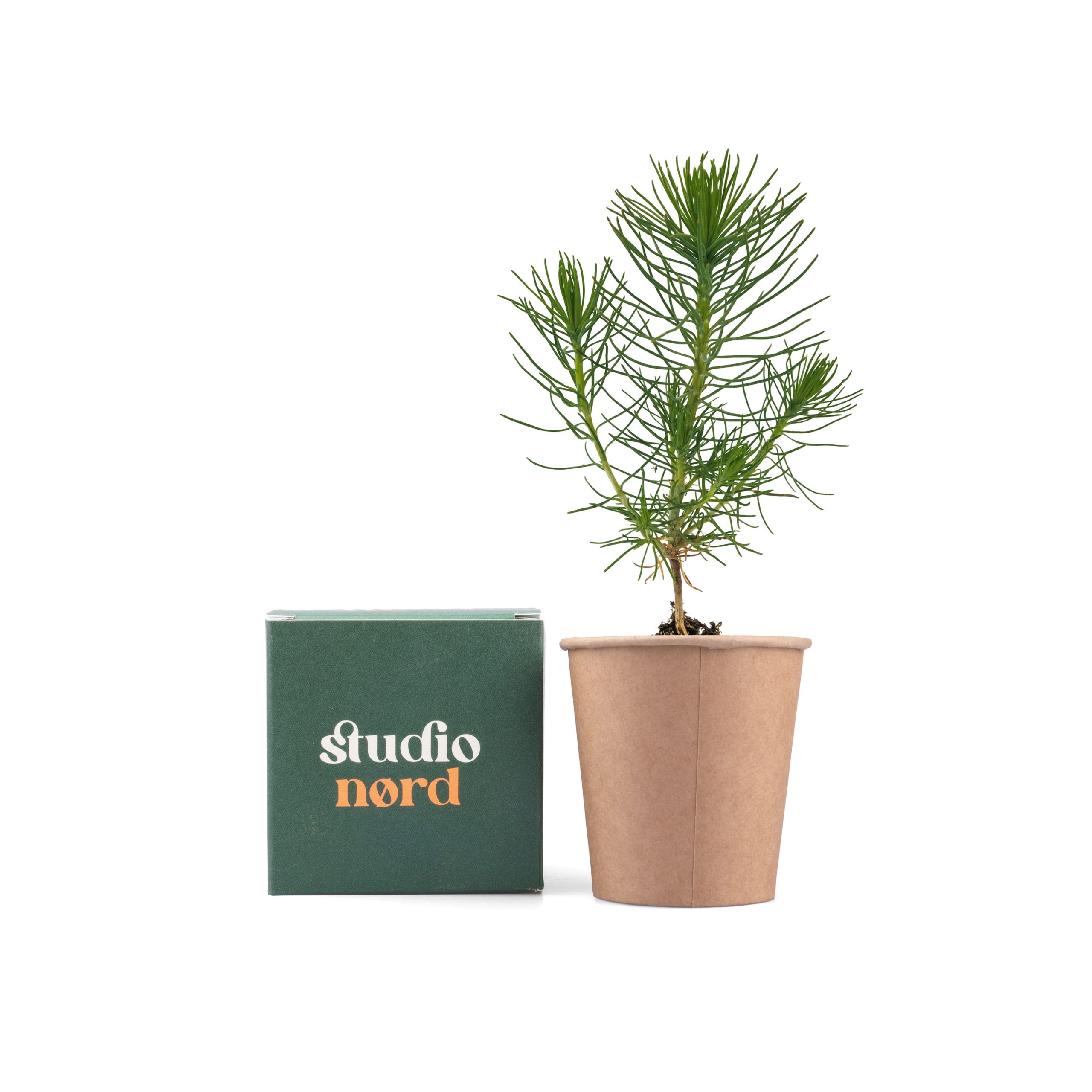 Kerstboom-kweekset-bedrukken,-kerstboom-in-doosje-bedrukken,-eigen-kerstboom-kweek-set-bedrukken,-kerstboom-in-doosje-met-logo